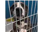 Adopt PAUL Available NOW - ADOPTION or RESCUE! a Mixed Breed