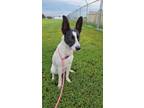 Adopt Rollin a Mixed Breed