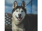 Adopt Diamond a Siberian Husky