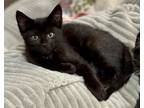 Adopt Nyx a Domestic Short Hair