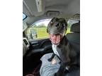 Adopt Dean a Labrador Retriever
