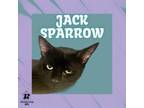 Adopt Jack Sparrow a Domestic Short Hair
