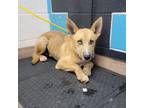 Adopt Steppenwolf a Husky