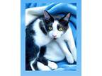 Adopt Floyd Mayweather a American Shorthair
