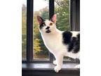 Adopt Muhammad Ali a American Shorthair