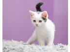 Oakley Domestic Shorthair Kitten Male