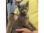 Italian Treats - GELATO Domestic Mediumhair Kitten Female