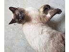 Samson Siamese Young Male