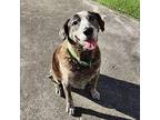 Auzzie Hound (Unknown Type) Senior Male