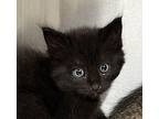 Fiona 41666 Domestic Shorthair Kitten Female