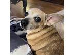 Apple Chihuahua Senior Female