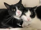Benny/Rebel - Bonded Pair Domestic Shorthair Adult Male