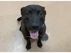 Chop American Pit Bull Terrier Young Male