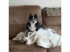 Pepper Rat Terrier Senior Female