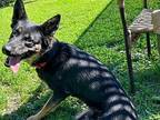 Emmy German Shepherd Dog Adult Female