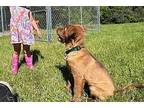 Glenda Mixed Breed (Medium) Puppy Female