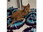 Zippy 41620 Domestic Shorthair Kitten Male