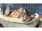 sassy Domestic Shorthair Kitten Male