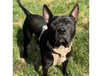 Adopt Reeves a American Staffordshire Terrier