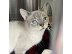 Adopt Herbie a Siamese, Domestic Short Hair