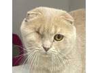 Adopt Tyler Kuwait a Scottish Fold