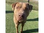 Adopt Rover a Hound, Pit Bull Terrier