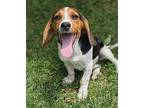 Finch Beagle Puppy Female