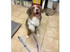 Arlo Australian Shepherd Young Male