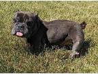 Gorden French Bulldog Senior Male