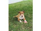 Ashley Puppy Female