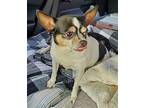 PRINCESS Chihuahua Adult Female
