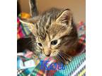 Koa Domestic Shorthair Kitten Male