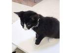 Rollie 41579 Domestic Shorthair Kitten Female
