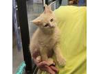 Italian Treats - ORANGECELLO Domestic Shorthair Kitten Male