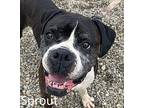Sprout Boxer Adult Female