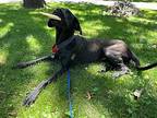 Supra Great Dane Young Female