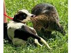 Anna May Pointer Puppy Female