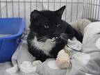 Linus Domestic Shorthair Adult Male