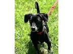 Lenny Dachshund Adult Male