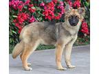 Maddy von Morgan German Shepherd Dog Puppy Female