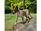 RED FALLON Australian Cattle Dog Adult Male