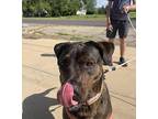 MJ Rottweiler Adult Female
