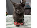 Macy Domestic Shorthair Kitten Female
