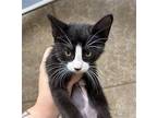 Valedictorian Domestic Shorthair Kitten Female
