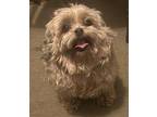 KIMMY Shih Tzu Adult Female