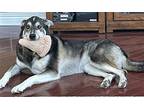 CRICKET LOWER FEE! Great Pyrenees Adult Female