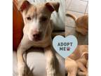 Adopt Levi VI a Carolina Dog