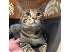 Adopt Fender Bender a Domestic Short Hair