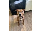 Adopt Raphael a Pit Bull Terrier
