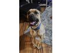 Adopt Duke a Mastiff